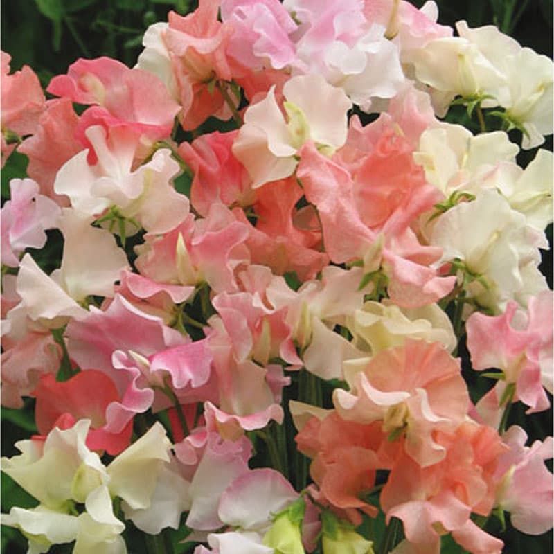 Luktärt 'Frills and Blushes', fransiga blommor, höjd 180 cm, ettårig, 25 frön.