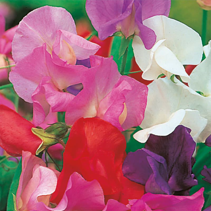 Luktärt 'Giant Waved' Mix, färggranna blommor, höjd 180 cm, ettårig, 40 frön.