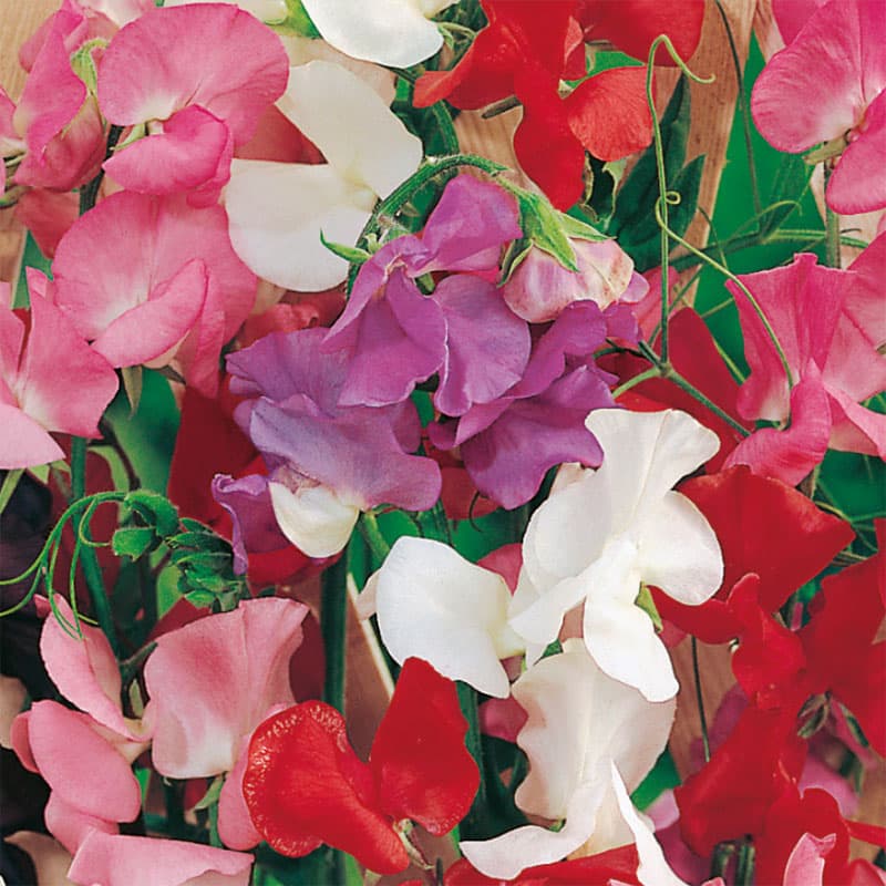 Luktärt 'Jet Set' Mix, färggrann blandning, storblommig, höjd 90 cm, ettårig, ca 35 frön.