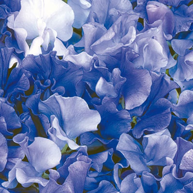 Luktärt 'Singing the blues', kalla blå nyanser, söt doft, höjd 180 cm, ettårig, 25 frön.