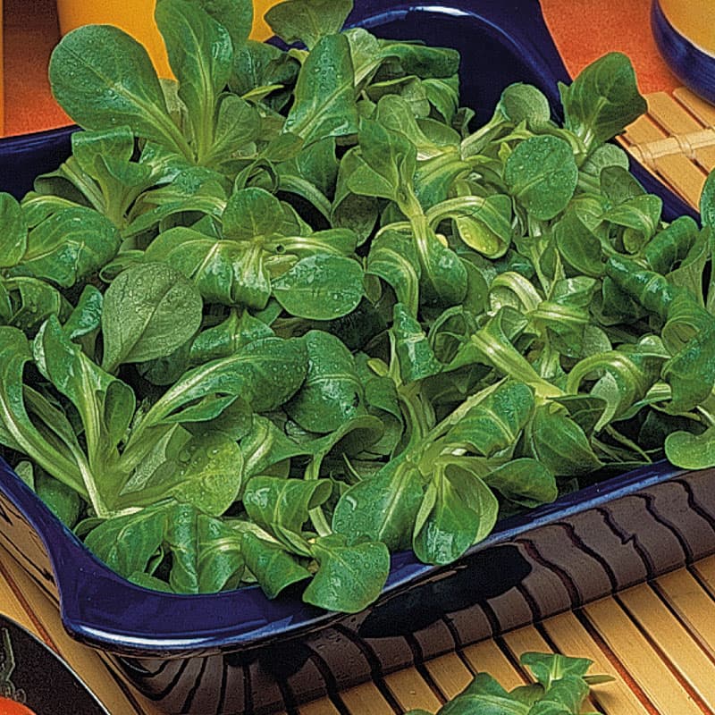Machesallat 'Favor', upprättväxande, blanka blad, mild, nötaktig smak, köldtålig, soligt läge, 350 frön.