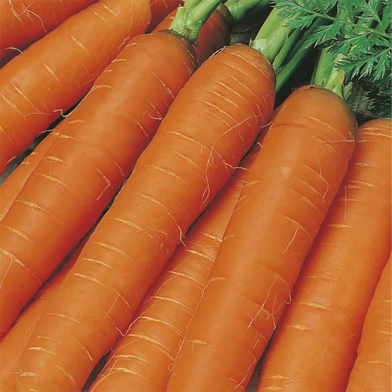 Morot 'Jitka' F1, orange, 23 cm, soligt/halvsoligt, 500 frön, rik på vitamin A, köksväxter, rotfrukt.