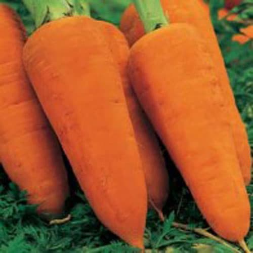 Morot 'Chantenay Red Cored 2', kilformad rot, soligt läge, hög avkastning, 2000 frön.