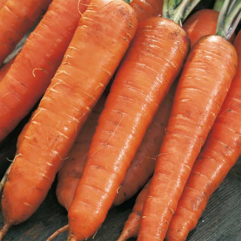 Morot 'Extremo', orange, lång, ettårig, sol/halvskugga, ca 350 frön, skörd juni-okt, lagring möjligt.