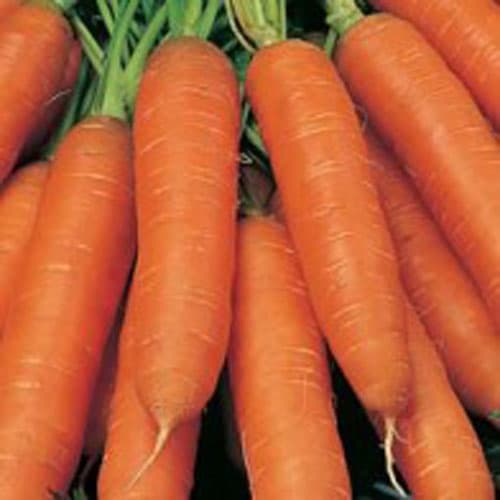 Morot 'Flyaway' F1, orange, rotfrukt, soligt läge, 500 frön, skörd juli-oktober, motstår morotsflugor.