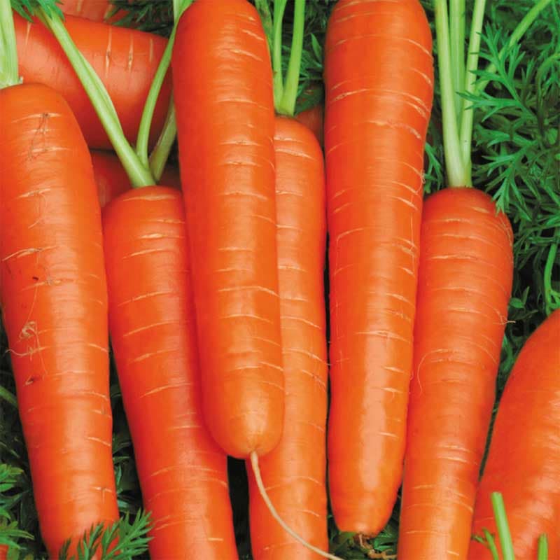 Morot 'Speedo', orange, snabbväxande, krispig, söt, hög karotenhalt, ettårig, sol/halvskugga.