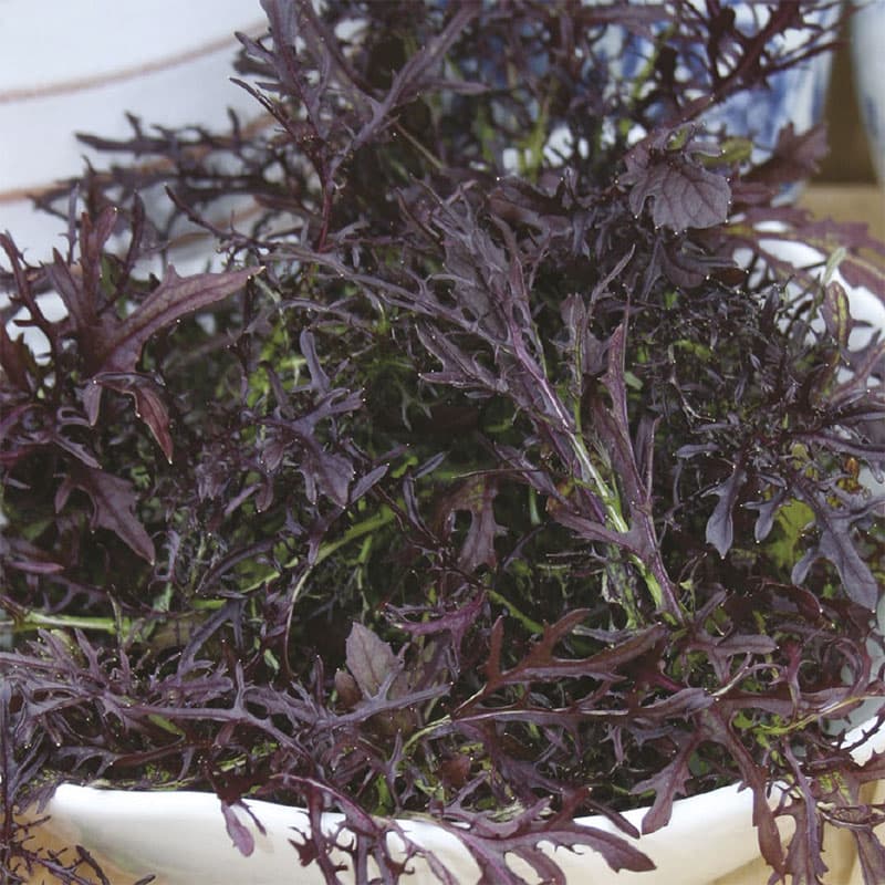 Sareptasenap 'Red Frills', grön, snabbväxande, soligt läge, 350 frön, köksväxt, skördas som baby-leaf.