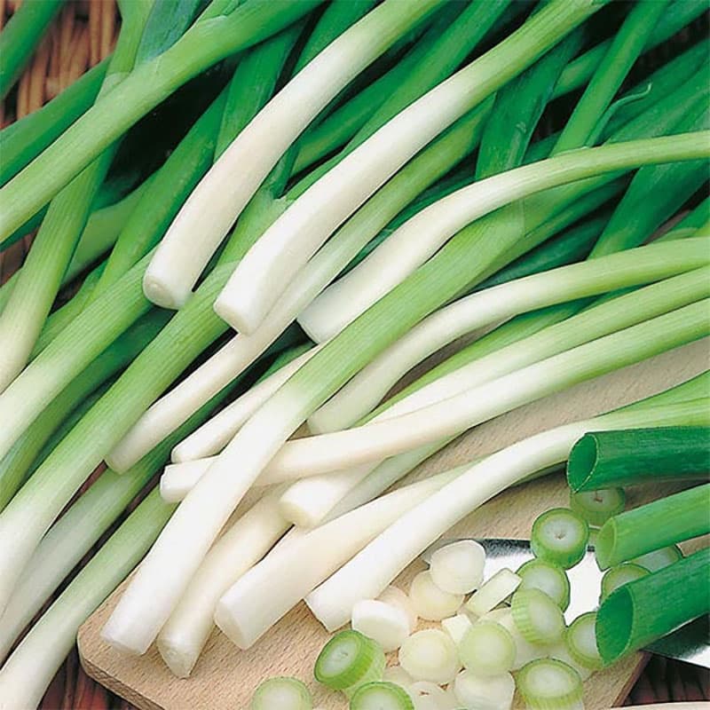 Salladslök 'Long White Ishikura', vit, god smak, soligt/halvsoligt läge, 375 frön.
