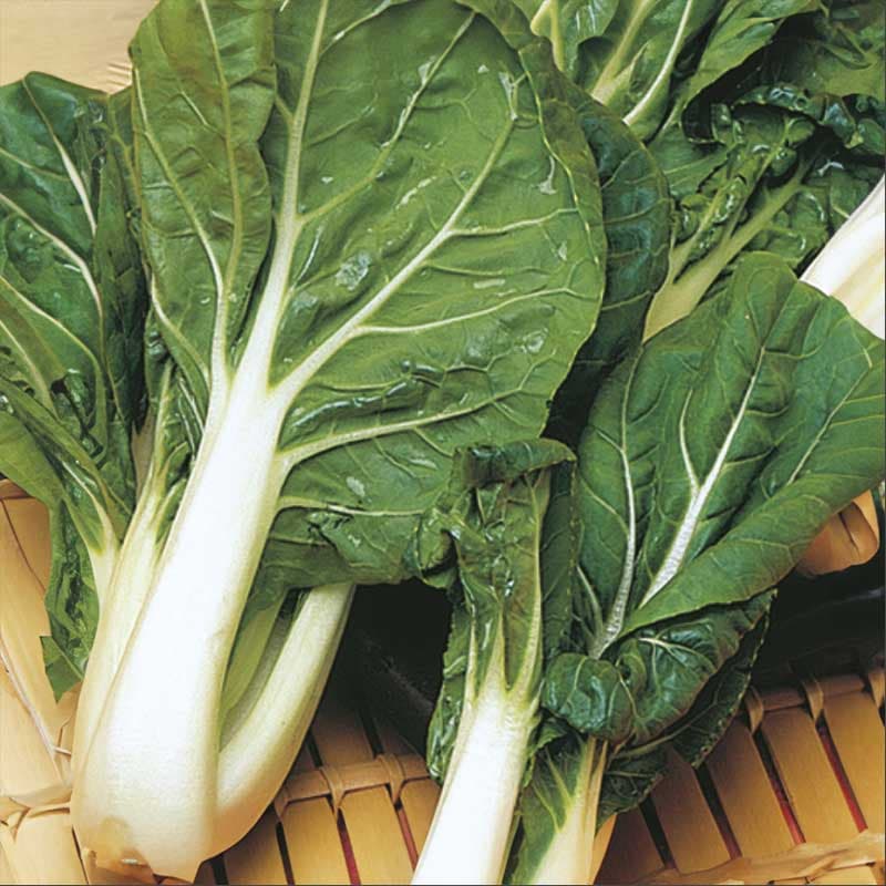 Pak Choi 'Ivory' F1, vita stjälkar, gröna blad, soligt/halvsoligt läge, 175 frön, köksväxt, ätlig.