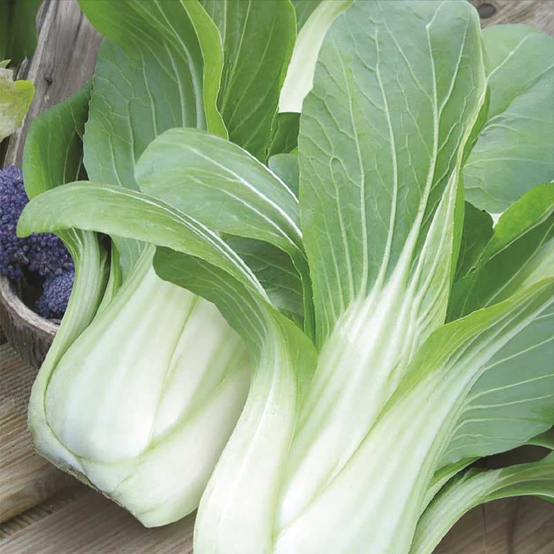 Pak Choi 'Yuushou' F1, grön köksväxt, 175 frön, skördas som baby-leaf eller fullvuxen.