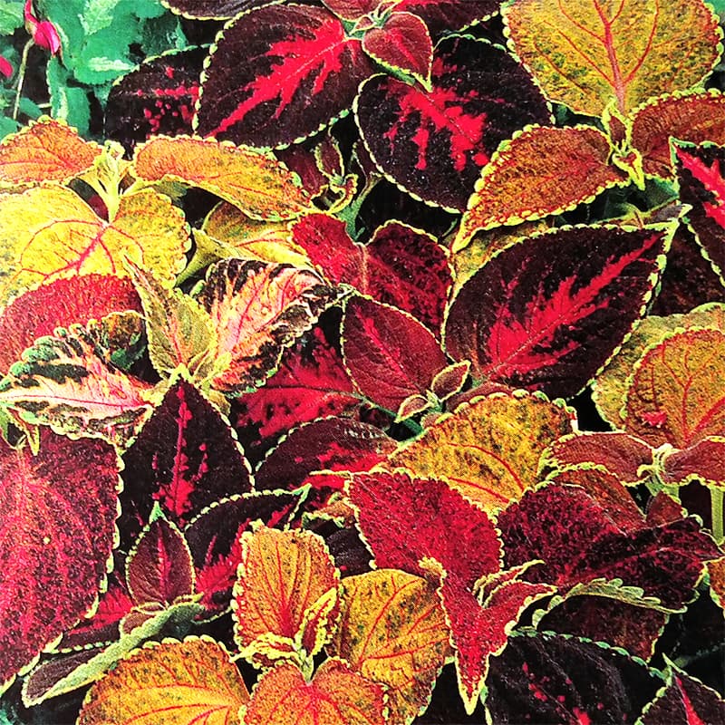 Palettblad 'Flame Dancers', dramatiskt färgade blad, 30 cm höjd, lättodlad, 100 frön.