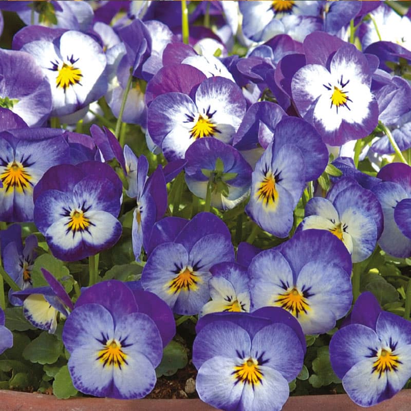 Pensé 'Floral Power Stone Washed Denim' F1, höjd: 10 cm, läge: halvsoligt, ettårig.