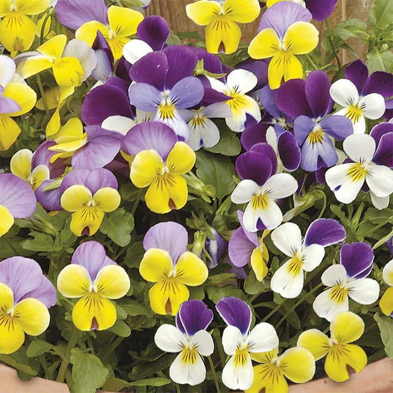 Pensé Sweeties Mixed, tvåfärgade blommor, 10 cm höjd, soligt/halvsoligt läge, ettårig, 30 frön.