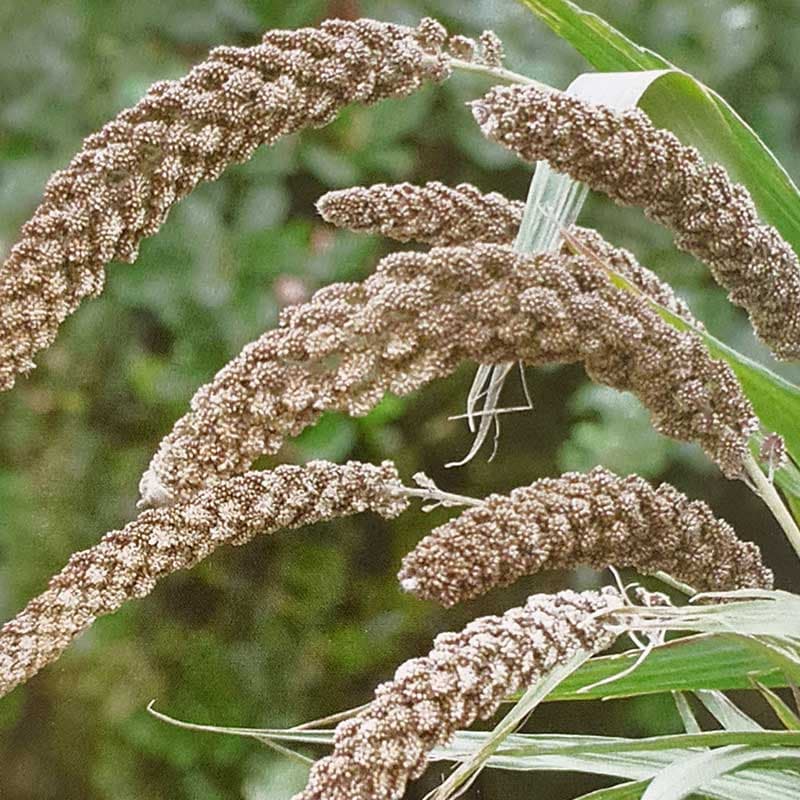 Prydnadshirs 'Hylander', grön, meterhög, fluffiga kolvax, sol, lättodlad, ettårig, ca 125 frön.