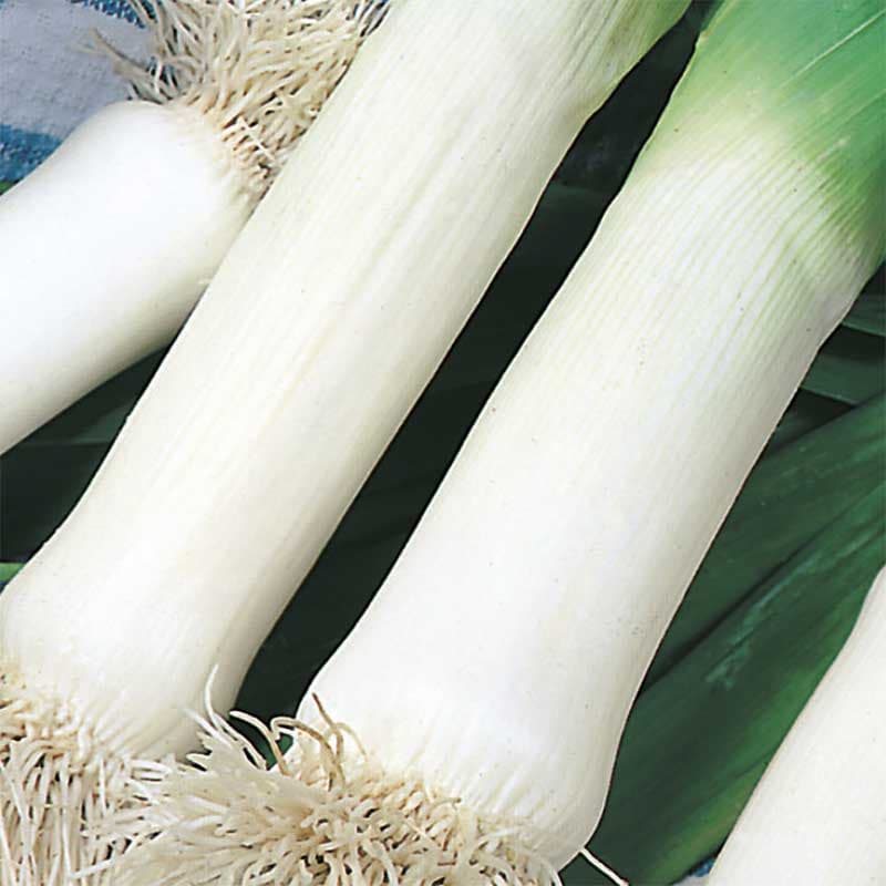 Purjolök 'Musselburgh', vit, köldtålig, 1-årig, sol/halvskugga, ca 500 frön, skörd sep-mars.