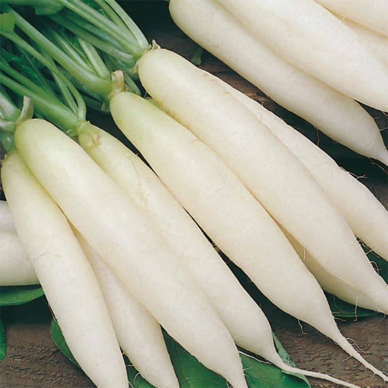 Rädisa 'Long White Icicle', vit, 9 cm lång, krispig, nötaktig smak, soligt/halvsoligt läge, 500 frön.