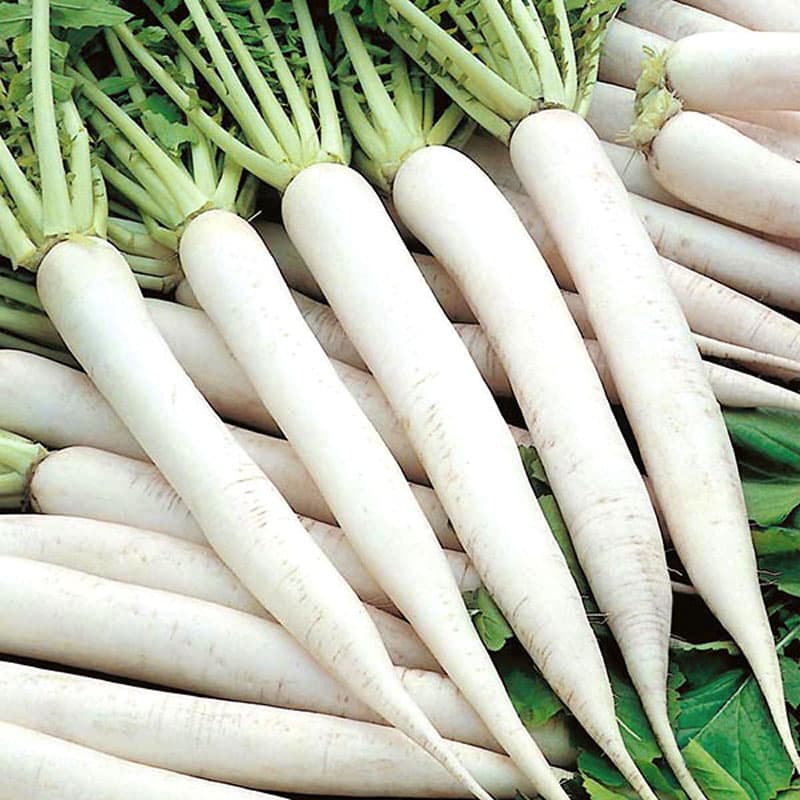 Daikon 'Mino', vit, mild smak, krispig textur, soligt/halvsoligt läge, lättodlad, 150 frön.