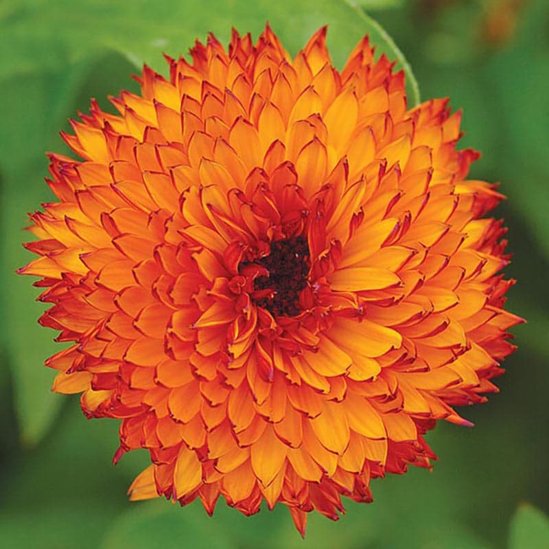 Ringblomma 'Neon', vinröda knoppar, orange kronblad, höjd 75 cm, soligt läge, lättodlad, 60 frön.