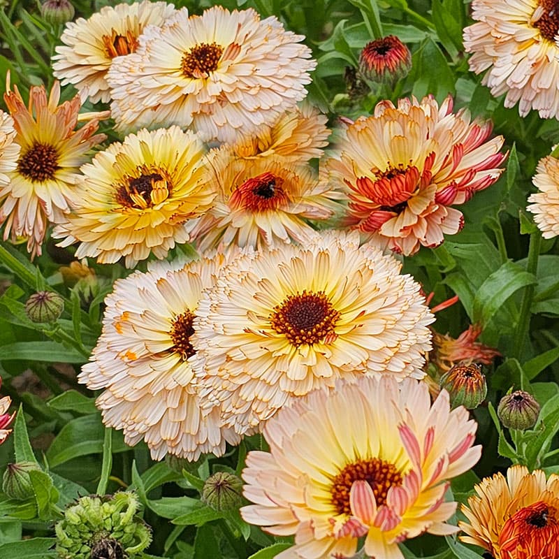 Ringblomma 'Sunset Buff', aprikosfärgade blommor, 60 cm, soligt läge, ettårig, 75 frön.