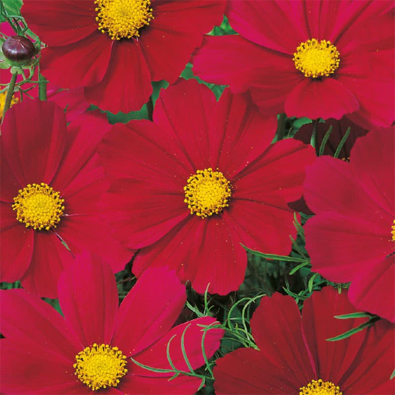 Rosenskära 'Gazebo Red', cerise till röda blommor, höjd 75 cm, soligt läge, ettårig blomma, 50 frön.