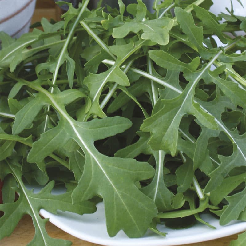 Rucola 'Kennedy', mellangröna, djupt flikade blad, upprätt växtsätt, lättodlad, 500 frön.