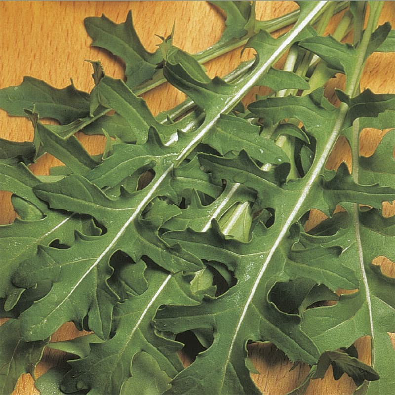 Rucola 'Runway', djupt flikade blad, pepparaktig smak, soligt läge, snabbväxande, 400 frön.