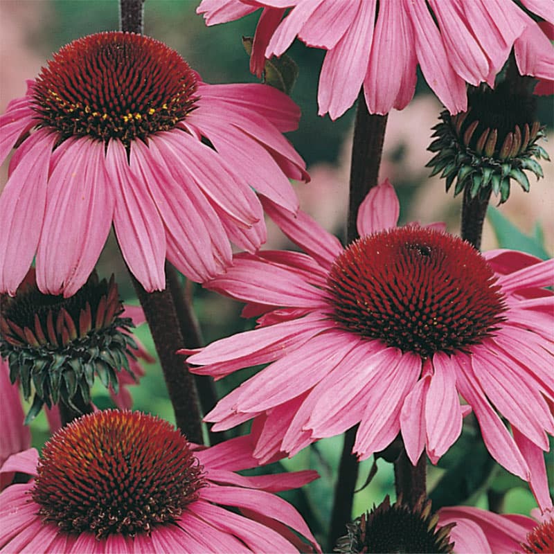 Rudbeckia 'Bravado', röd med rosa kronblad, höjd 1,2 m, soligt läge, perenn blomma, 50 frön.