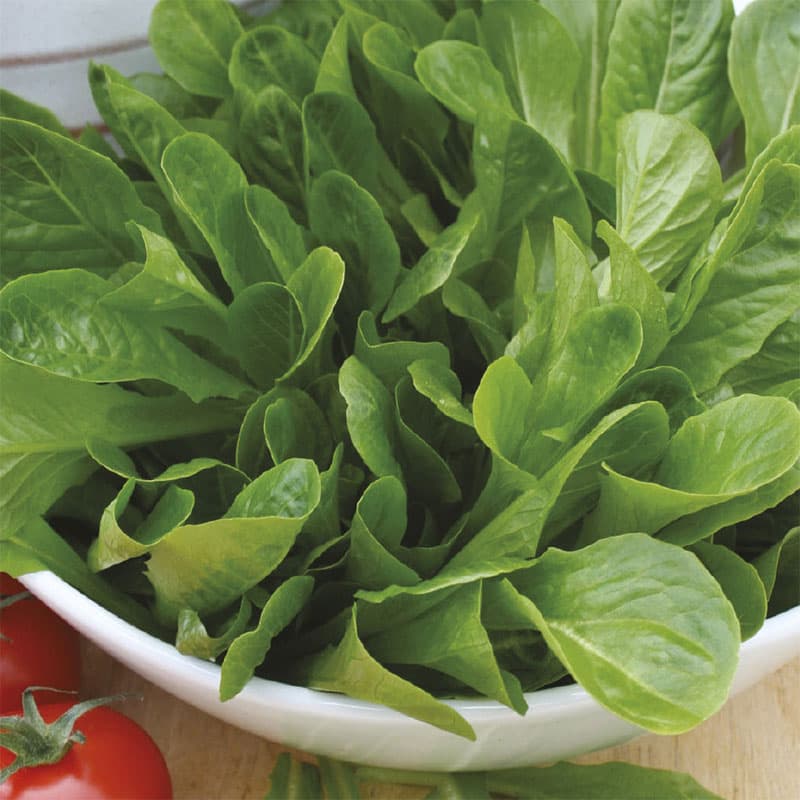 Sallat 'Osterley', mild, sötaktig smak, lättodlad, tolerant mot mosaikvirus och mjöldagg, 500 frön.