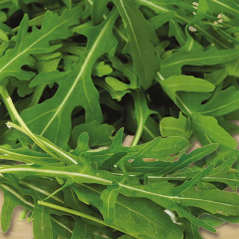 Sandsenap 'Tricia', vild rucola, intensiv smak, perenn, sol/skugga, lättodlad, året om skörd.