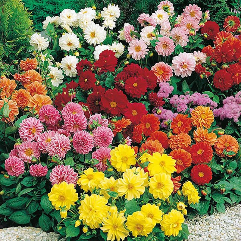 Sommardahlia 'Figaro', kompakt mix, flerårig knölväxt, höjd 35 cm, soligt läge, 40 fröer.