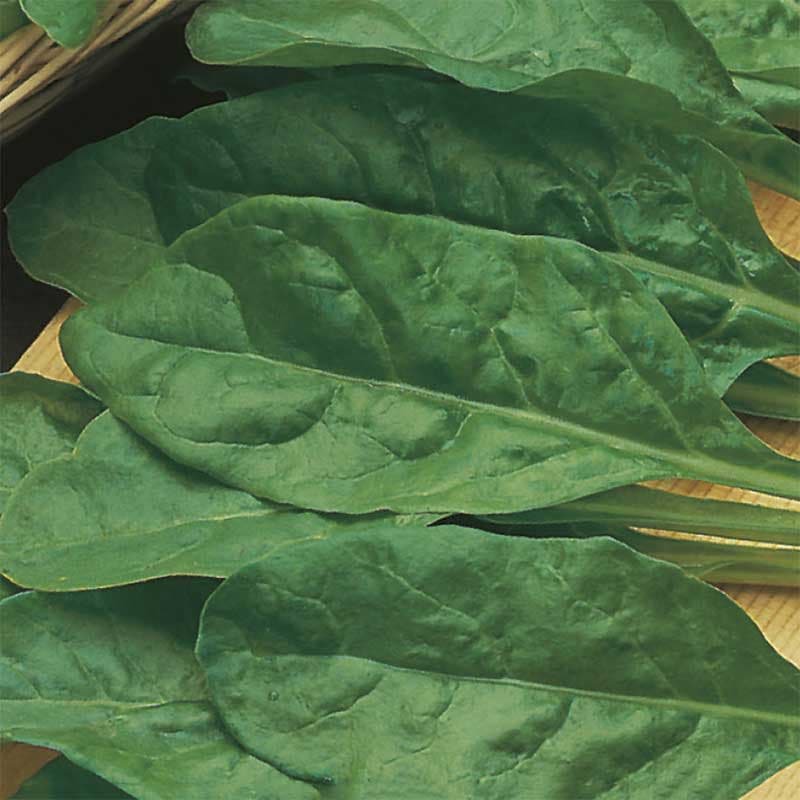 Spenat 'Perpetual Spinach', gröna, milda blad, köksväxt, soligt läge, 250 frön.