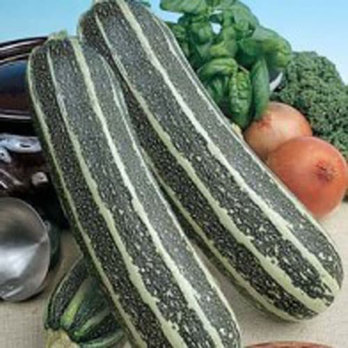 Squash 'Tiger Cross' F1, mörkgröna frukter med ljusgröna ränder, soligt läge, 10 fröer.