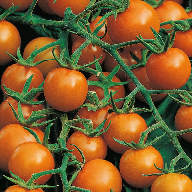 Tomat 'Sungold' F1, gyllenorange färg, soligt läge, rikliga skördar, smakfulla frukter.