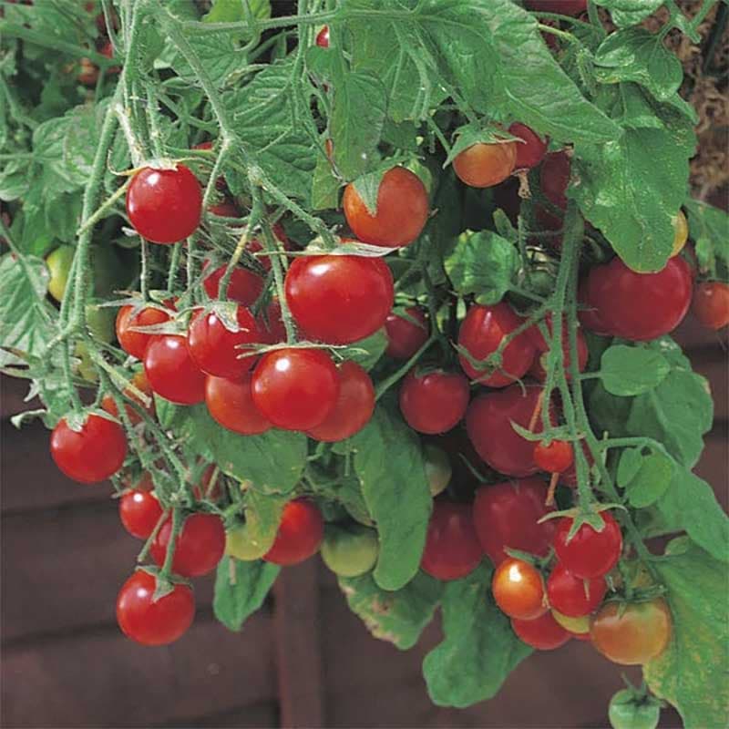 Tomat 'Tumbling Tom Red', 20 fröer, körsbärstomater, odlas i kruka, hänger i drivor.