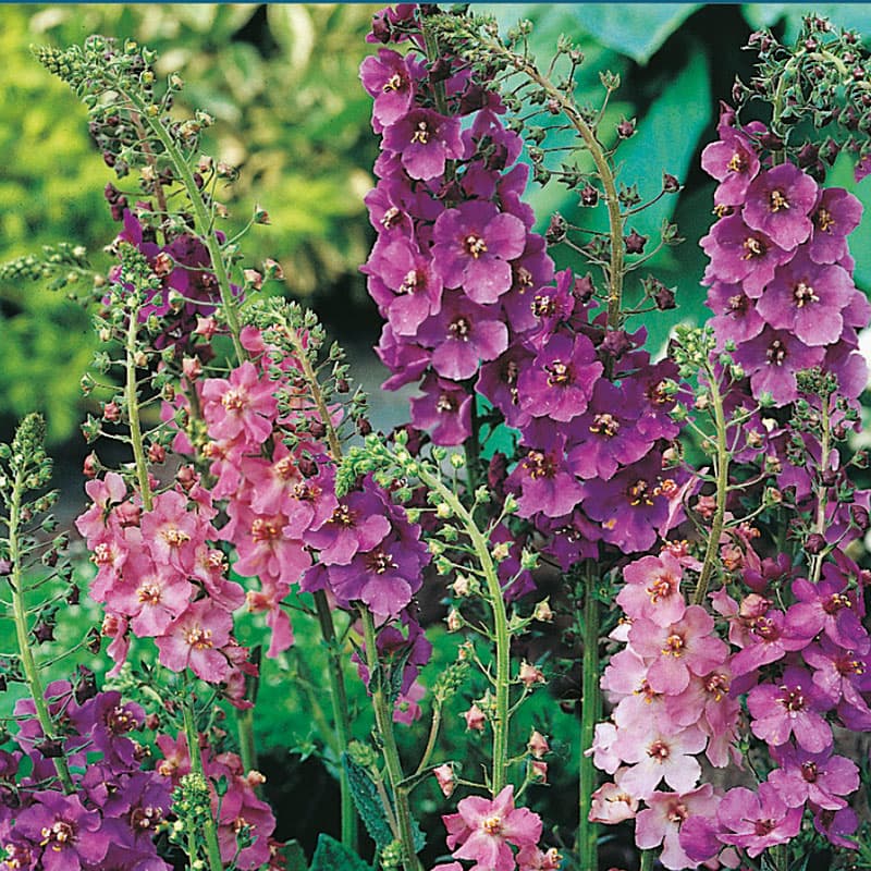 Violkungsljus, mix, lila och rosa, 90 cm, tvåårig blomma, soligt/halvsoligt, 500 frön.