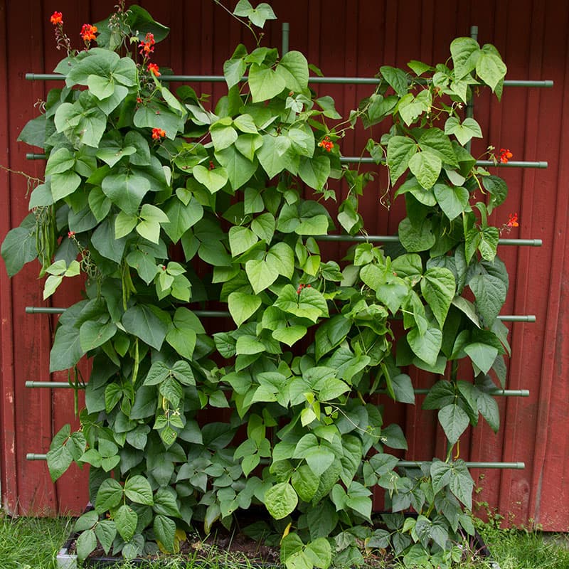 Växtspaljé, grön 200x150 cm