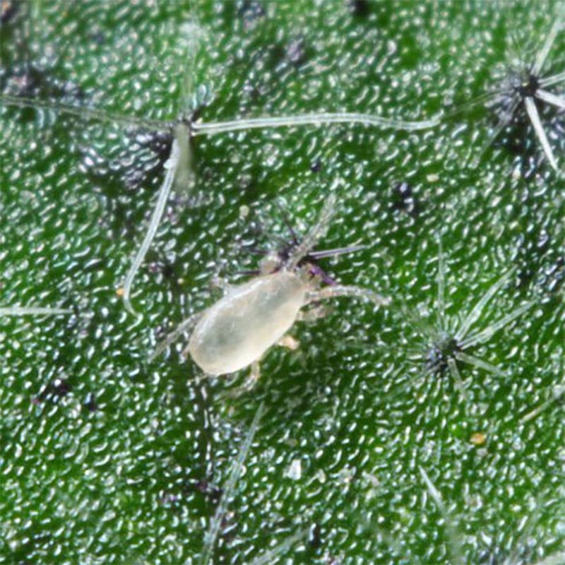Californicus-rovkvalster mot spinn, storlek 0,5 mm, 5 hängpåsar, för prydnadsväxter och grönsaker.