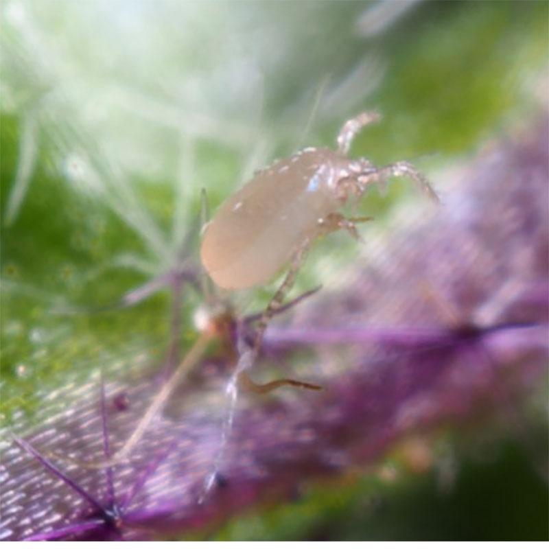 Rovkvalster, Californicus, 5000 st, mot citrus- och fruktträdskvalster, effektiv vid 12-38 °C, tål ner till 3-4 °C.