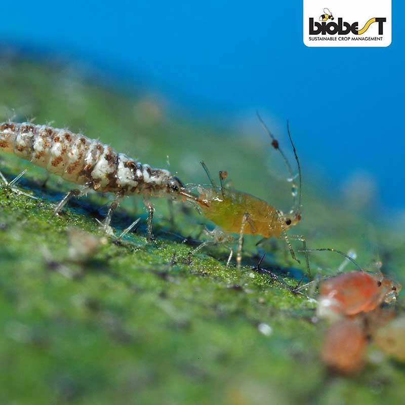 Guldögonslända mot bladlöss, 10-50 larver/m², räcker till ca 10 m², effektiv mot bladlöss, förvaras 8-10°C.