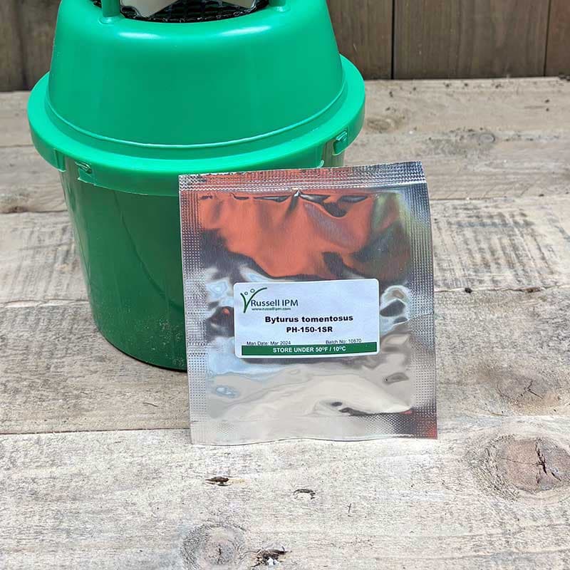 Hallonänger doftämne, 1 doftkapsel, för hallonängerfälla, lockar till sig hallonänger, effektiv mot skador.