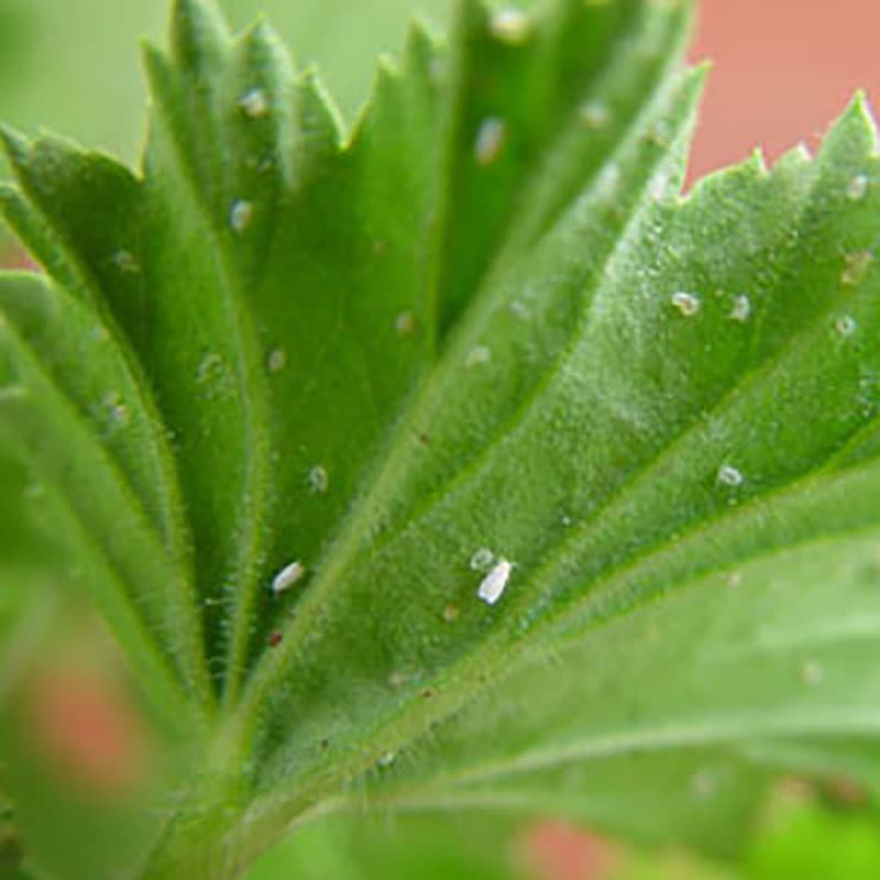 Parasitstekel mot mjöllus, behandlar ca 10 m², min 10 °C, effektiv mot larver, levereras på pappskivor.
