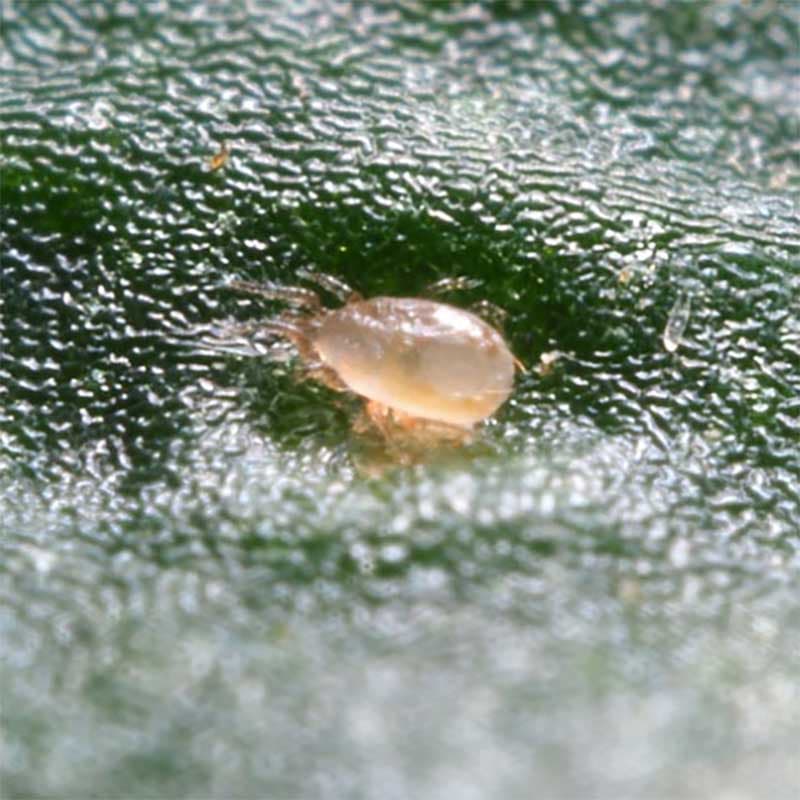 Tripsrovkvalster, Amblyseius, 5 påsar, bekämpar trips och spinnkvalster, inomhus och utomhus, 4-6 veckor.