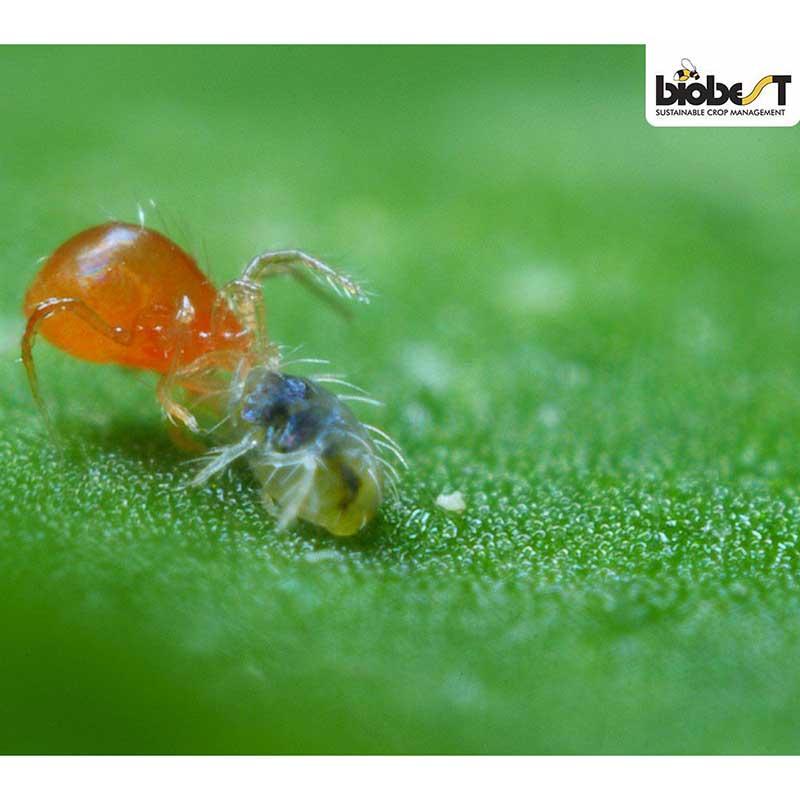 Spinnrovkvalster mot spinnkvalster, 500 st, räcker till ca 10 m², röd-orange, 0,5 mm.