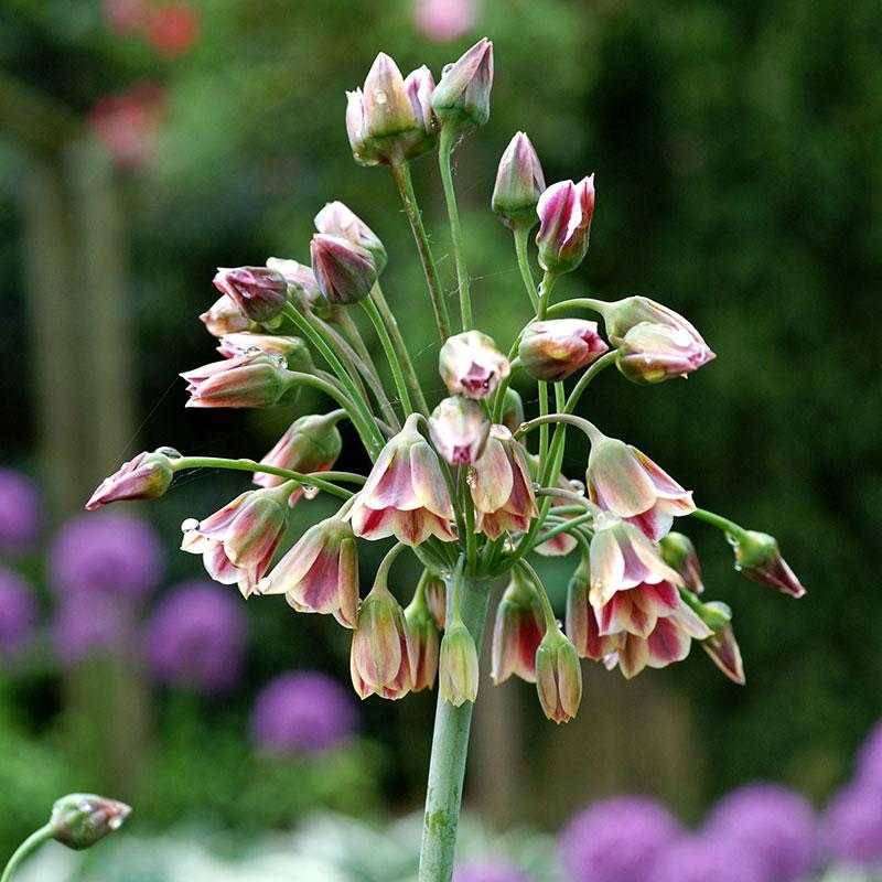 Honungslök, Bulgaricum