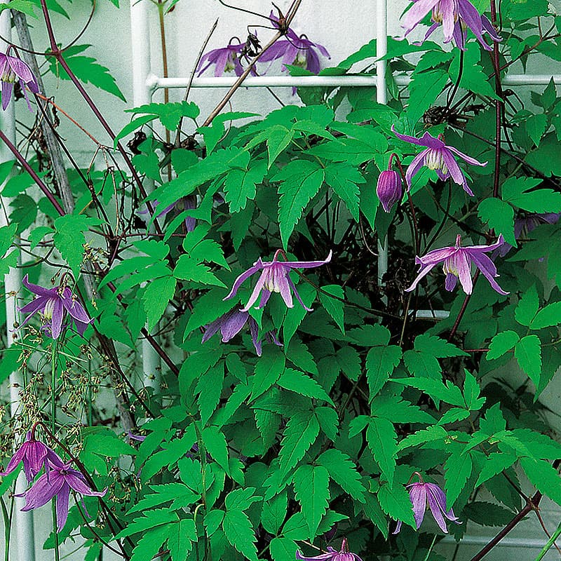 Alpklematis blålila, blåvioletta blommor maj–juni höjd 2-3m sol–halvskugga zon 1–6, klätterväxt