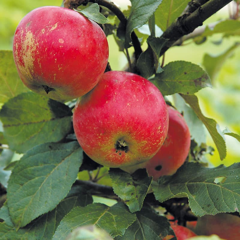 Äpple 'Alice' - m uppbindn