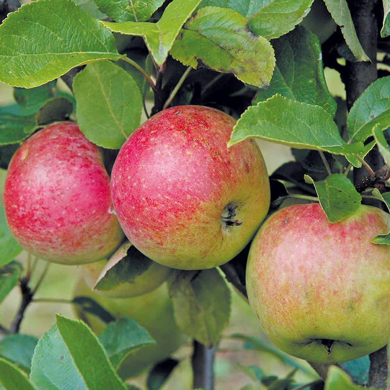 Äpple Amorosa, röd okt–dec sol zon1–4 grundstam A2 söt syrlig fast frukt