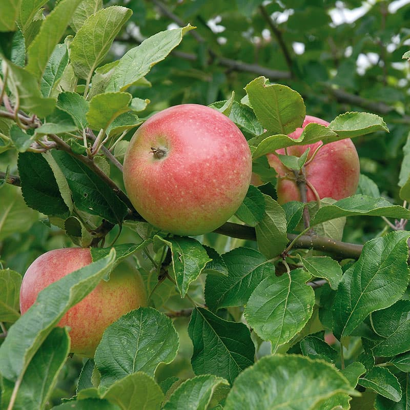 Äpple Aroma, gul röd okt–dec sol zon1–4 grundstam A2 klassiskt höstäpple söt arom