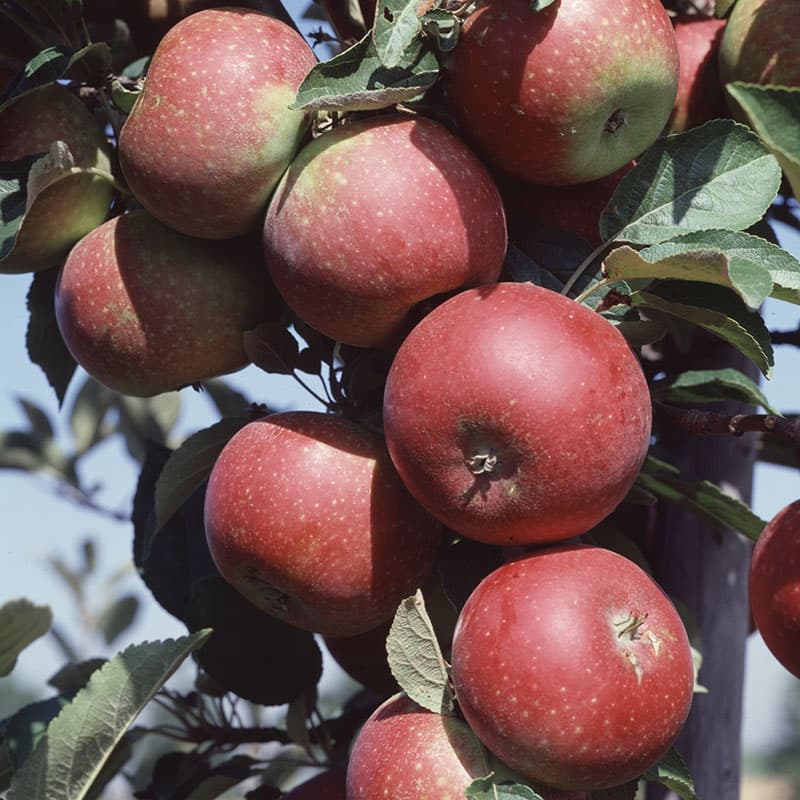 Äpple Ingrid Marie, mörkröd nov–jan sol zon1–3 grundstam A2 söt kryddig smak
