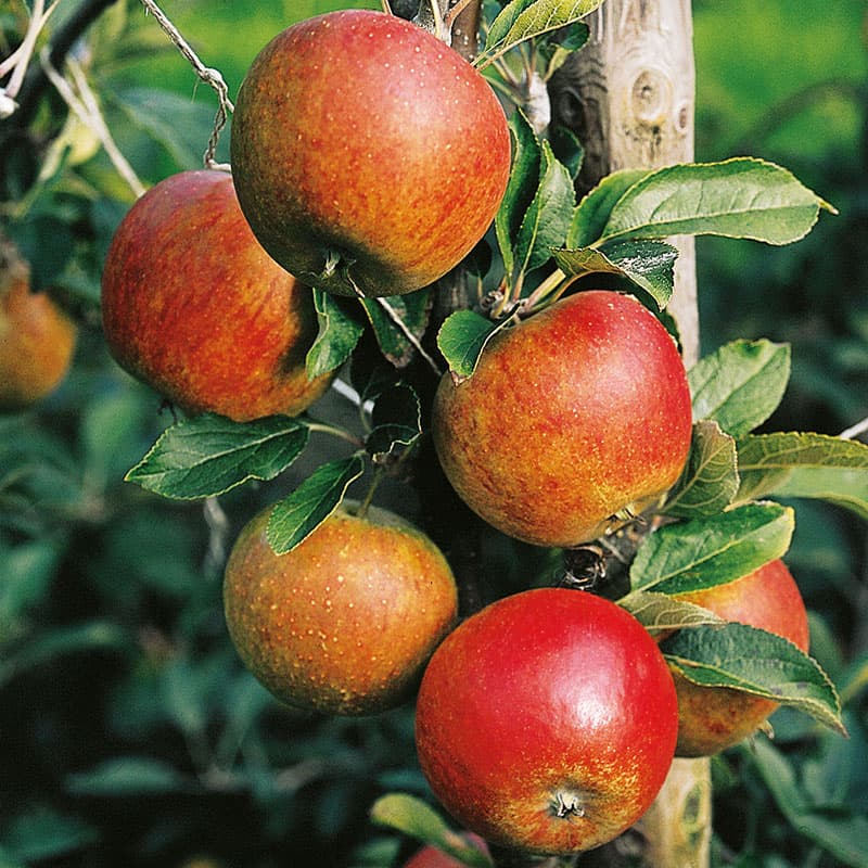 Äpple Aroma E svagväx, gul röd okt–dec sol zon1–4 grundstam B9 höst vinteräpple